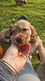 Ultimo cucciolo di Cocker Spaniel Inglese