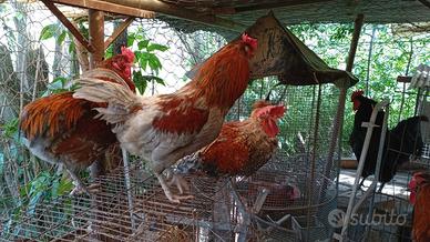 OLIVE EGGER *galli 7/8 mesi