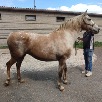 Cavalla appalosa grossa struttura