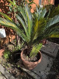 pianta 