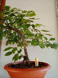 Prebonsai carpino nero