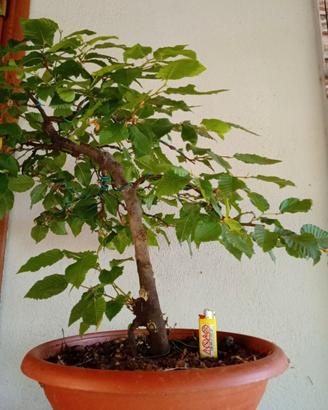 Prebonsai carpino nero