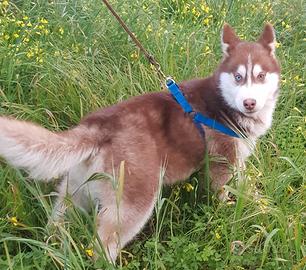 Siberian Husky