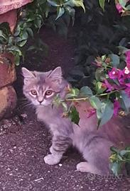 Gattini 2 mesi pelo lungo