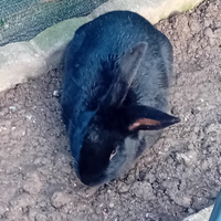 Coniglio nero con zampa bianca