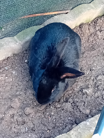 Coniglio nero con zampa bianca