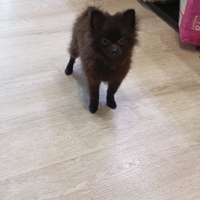 Spitz tedesco Toy per amanti della taglia mini