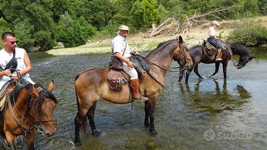 Cavallo maremmano ANAM