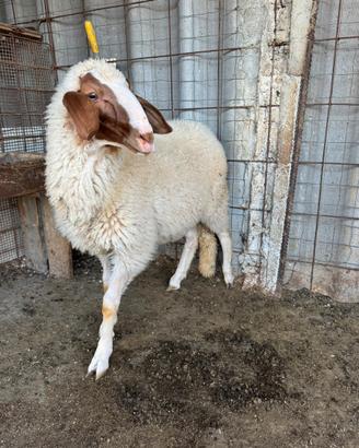 Agnello comisano