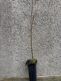 Piantine forestali varie.