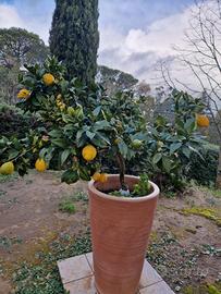 piante limoni 