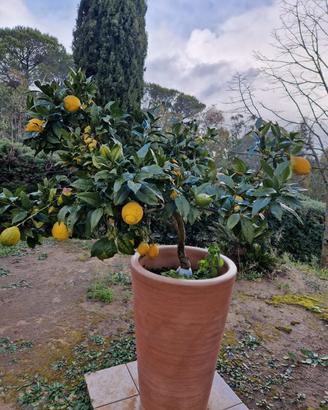 piante limoni 