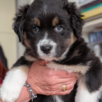 Pastore Australiano con pedigree black tricolor