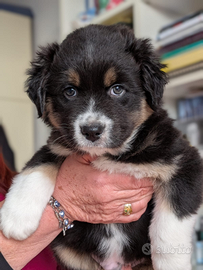 Pastore Australiano con pedigree black tricolor