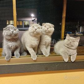 Scottish fold e straight