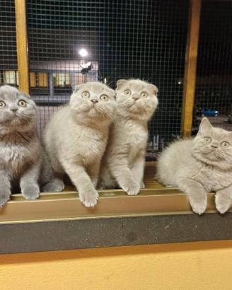 Scottish fold e straight