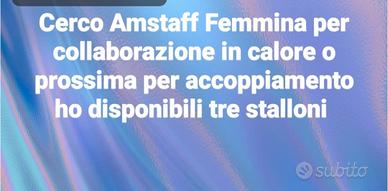 Amstaff femmina adulta