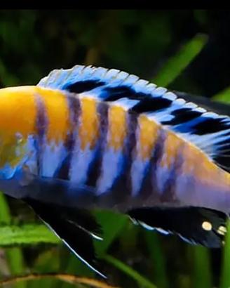 Pesci Ciclidi Malawi Cynotilapia Cobue