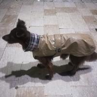 impermeabile, cappotto, mantellina per cani