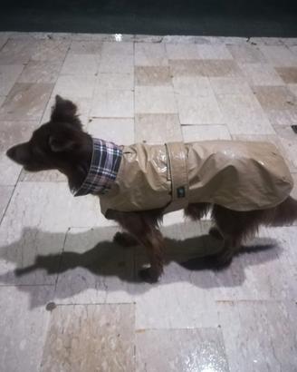 impermeabile, cappotto, mantellina per cani