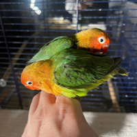 Pappagallini allevati a mano