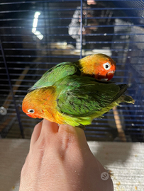 Pappagallini allevati a mano