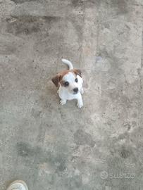 Cuccioli di jack