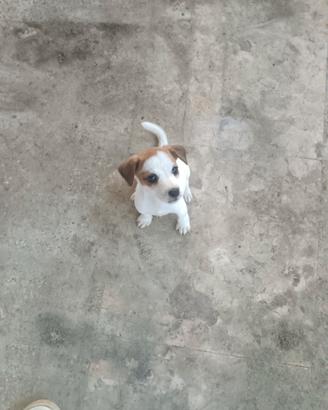 Cuccioli di jack