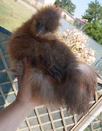 Gallina Moroseta