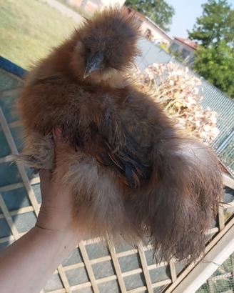 Gallina Moroseta