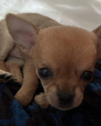 Cuccioli chiwuawua