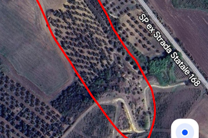 Oliveto + seminativo