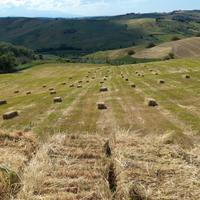 ballette di fieno anche per eventi e altro 