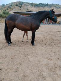 Cavalla andalusa