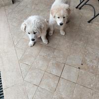 Cuccioli malamute meticci