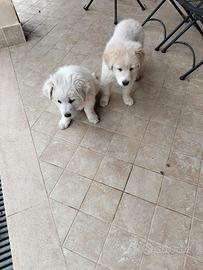 Cuccioli malamute meticci