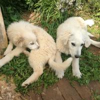 Cuccioli simil maremmano