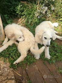 Cuccioli simil maremmano