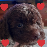 Cuccioli Lagotto romagnolo pedigree Roy