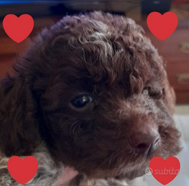 Cuccioli Lagotto romagnolo pedigree Roy