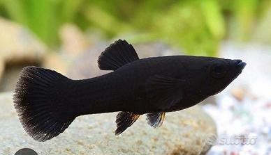 Pesci acquario Black Molly