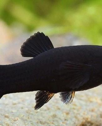 Pesci acquario Black Molly