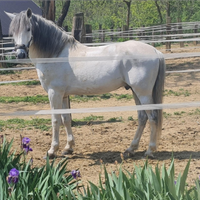 Cavallo spagnolo PRE alta scuola