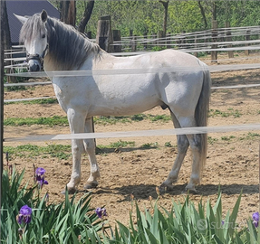 Cavallo spagnolo PRE alta scuola