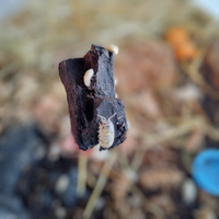 Armadillidium Vulgare Magic Potion isopodi