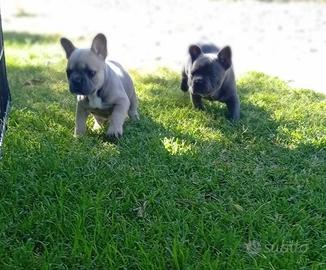 Bulldog francese