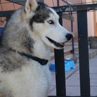 Husky maschio disponibile per monta