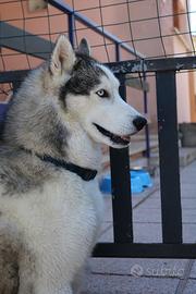 Husky maschio disponibile per monta
