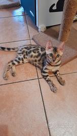 Cuccioli di gatto del Bengala 