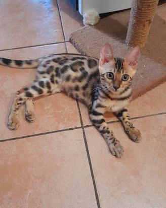 Cuccioli di gatto del Bengala 